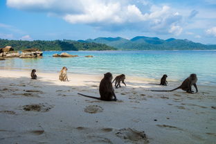 米兰体育平台登录入口-世界沙滩龙舟锦标赛中国团队表现优异，国际龙舟锦标赛